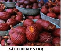Vendo Kit Contendo 10 Unid De Sementes Saputá-açu Ou Gulosa